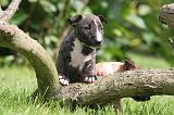 BULL TERRIER MINIATURE 216